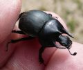 Chelotrupes matutinalis